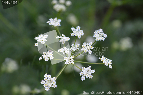 Image of Cumin flower