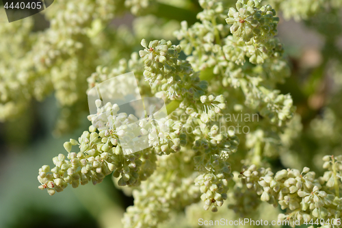 Image of Rhubarb flower