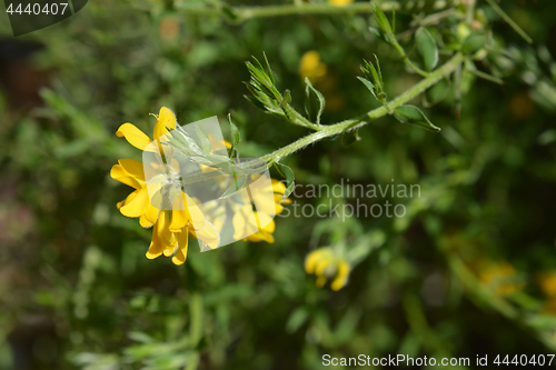 Image of Spanish Gorse