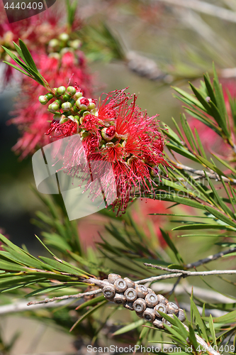 Image of Scarlet bottlebrush