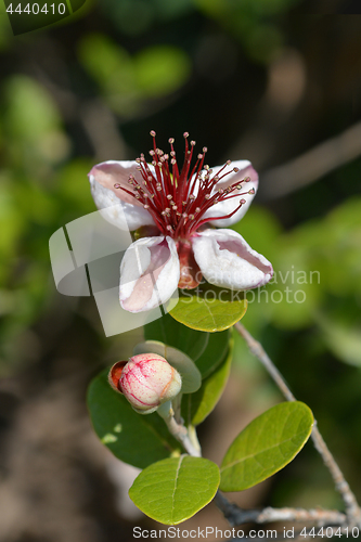 Image of Feijoa flowers