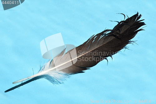 Image of Stork feather
