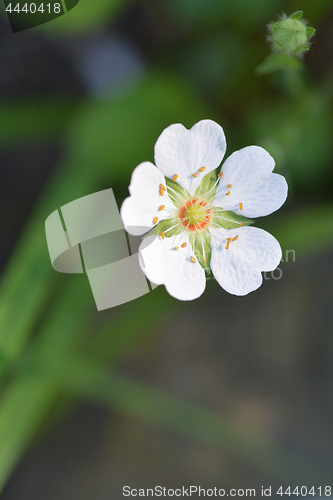 Image of Rock cinquefoil