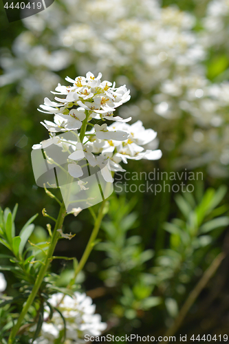 Image of Evergreen Candytuft