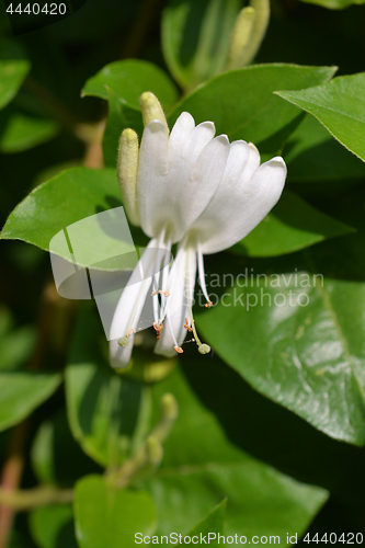 Image of Japanese honeysuckle