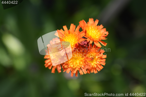 Image of Orange hawkweed