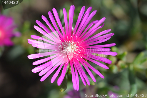 Image of Trailing Iceplant