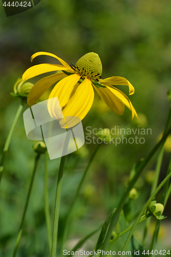 Image of Autumn Sun Coneflower