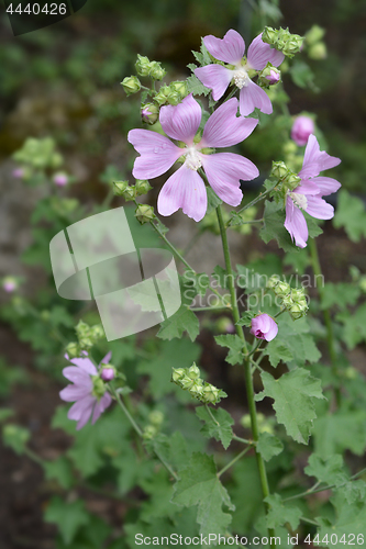 Image of Garden tree-mallow