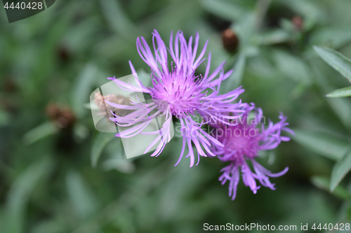 Image of Knapweed flowers