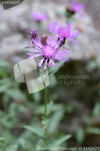 Image of Knapweed flowers