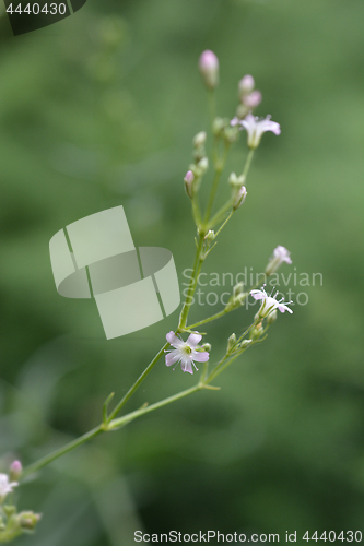 Image of Perennial Babys Breath