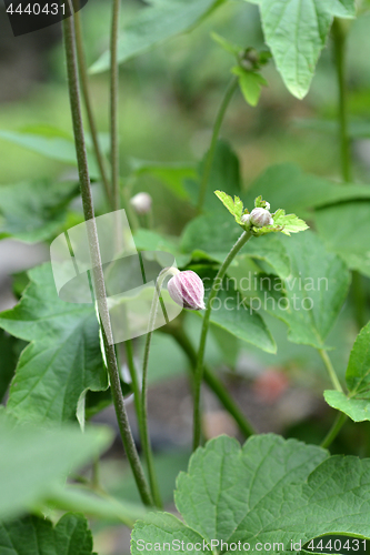 Image of Japanese anemone