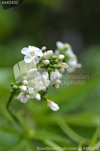 Image of Glade mallow