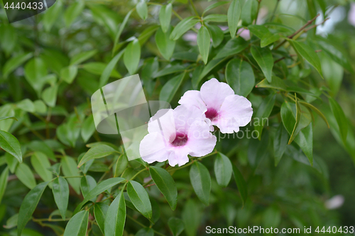 Image of Pink bower vine