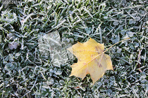 Image of Autumnal Frost on a Grass