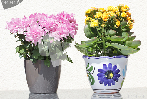 Image of Beautiful Kalanchoe and Asters