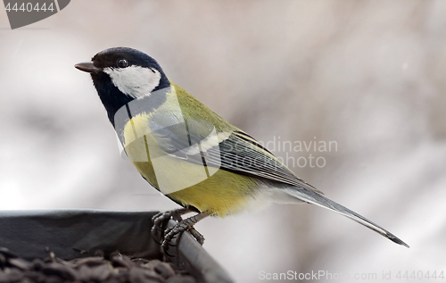 Image of Great Tit at a Feeder