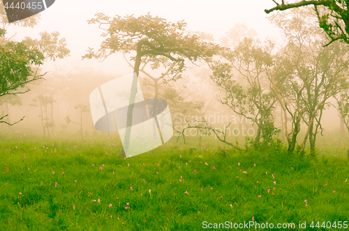 Image of Siam Tulip Field