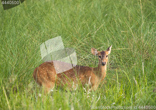 Image of Sika or spotted deer in elephant grass tangle