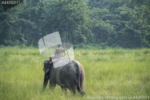 Image of Mahout or elephant rider riding a female elephant