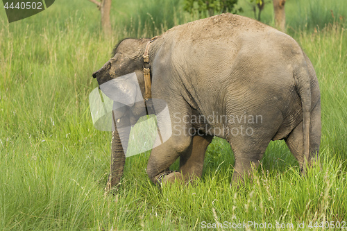 Image of Asian elephant eating grass or feeding in the wild