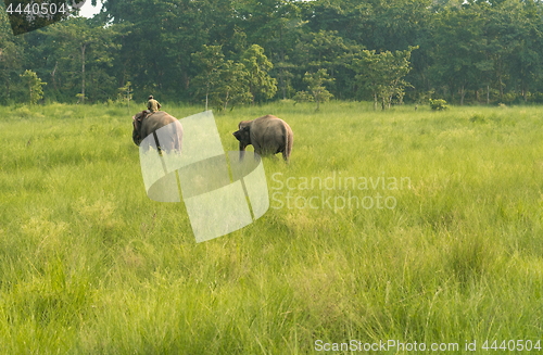 Image of Mahout or elephant rider with two elephants