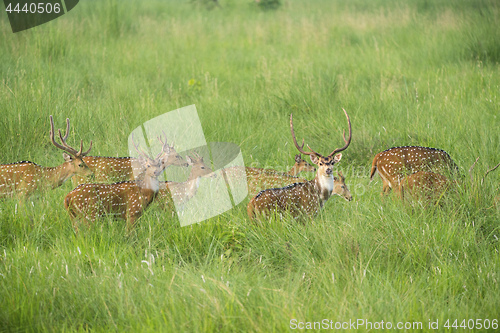 Image of Sika or spotted deers herd in the elephant grass