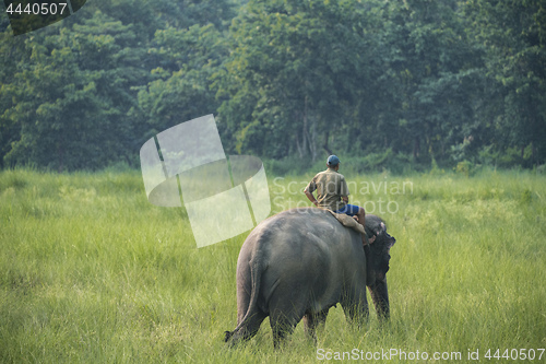 Image of Mahout or elephant rider riding a female elephant