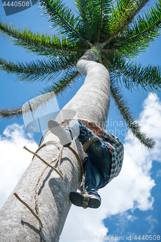 Image of Adult male climbs coconut tree to get coco nuts