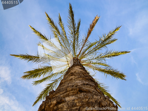 Image of Bottom point of view up of sunlit phoenix date palm tree