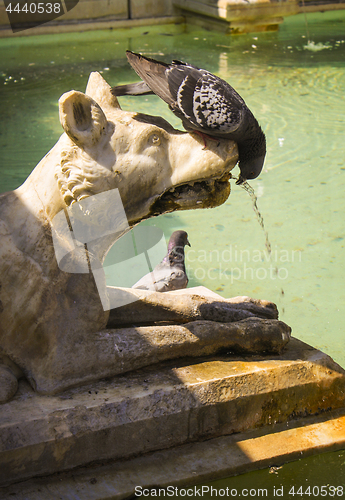 Image of Siena drinking pigeon