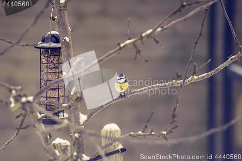 Image of Blue tit on a branch near a birdfeeder in a garden