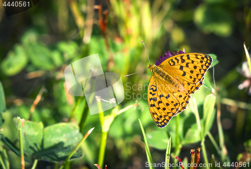 Image of High brown fritillary butterfly (Argynnis adippe) with open wing