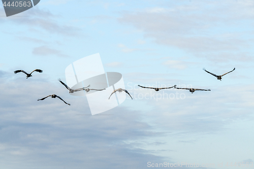 Image of Cranes flying towards the sunrise in the morning