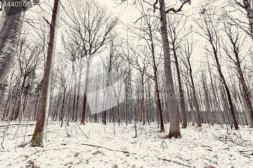 Image of Winter in the forest with tall barenaked trees
