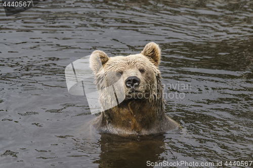 Image of Brown bear with wet fur in a river