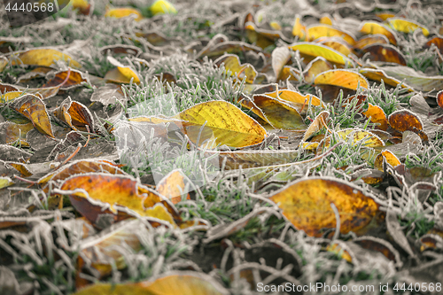 Image of Frozen leaves in autumn colors in the early winter