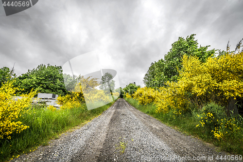 Image of Road surrounded by yellow broom bushes