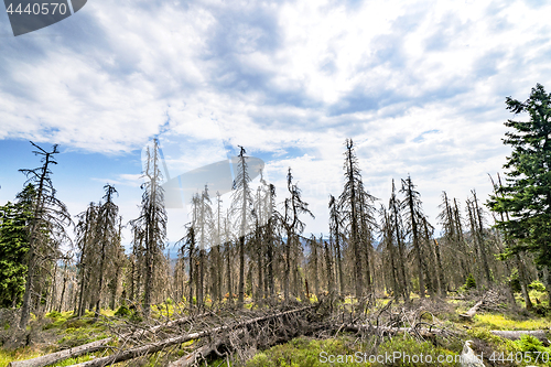 Image of Forest landscape with withered pine trees