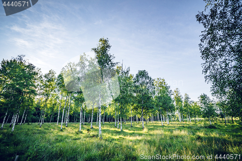 Image of Birch trees on a green meadow in the spring