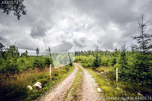 Image of Road entrance to a forest with pine trees