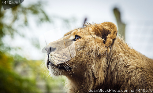 Image of Female lion with wet fur looking up