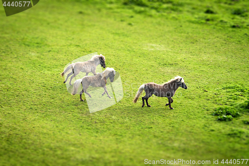 Image of Three horses running on a green field