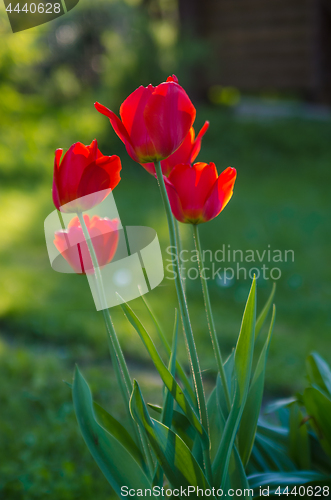 Image of Red tulips in the garden, backlight