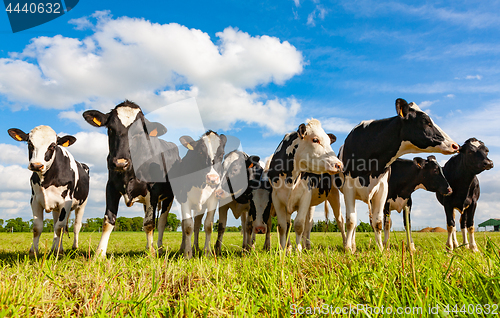 Image of Holstein cows in the pasture