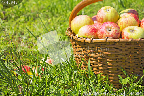 Image of Freshly red apples in the wooden basket on green grass