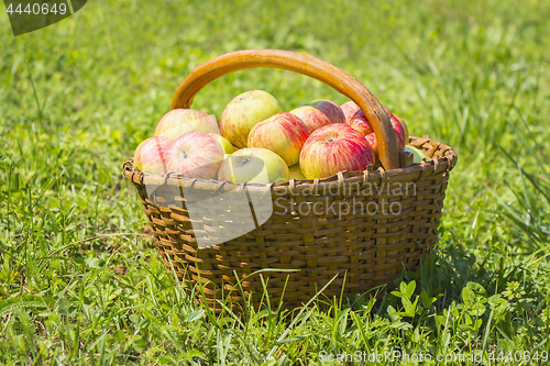 Image of Freshly red apples in the wooden basket on green grass