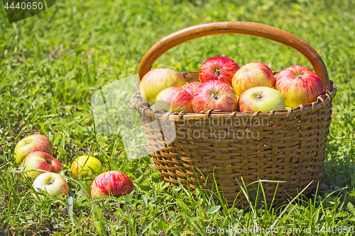 Image of Freshly red apples in the wooden basket on green grass