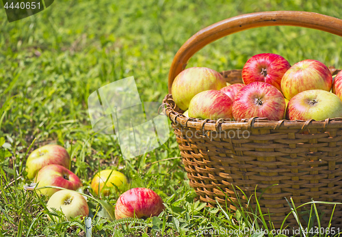 Image of Freshly red apples in the wooden basket on green grass